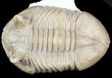 Nice Asaphus Punctatus Trilobite - Russia #45986-3
